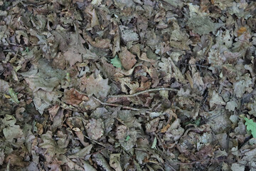 Dry leaves, fallen in the forest.