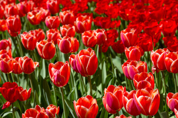 tulips flower, many flowering tulips on a flower bed Can be used for display or montage your production. Presentation of advertising ideas.