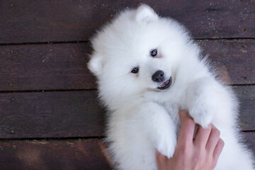 japanese spitz puppy at home