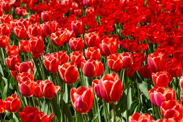 tulips flower, many flowering tulips on a flower bed Can be used for display or montage your production. Presentation of advertising ideas.