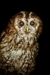 Tawny owl or brown owl (Strix aluco)
