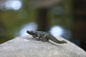 Toy crocodile on rocks in the river with an unfocused bottom.