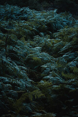 Fototapeta na wymiar Dark moody view of fern leaves in a magic deep forest with high contrast and dark background perfect for nature wallpaper. Austrian Alps, Salzkammergut in Austria, Europe