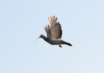 A flying pigeon against a blue sky hold twig for build nest in his beak.