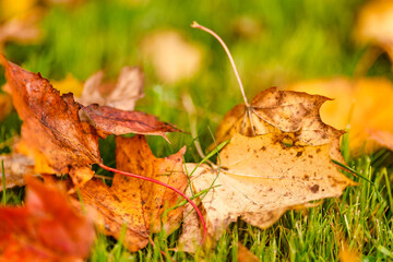 Autumn leaves on green grass