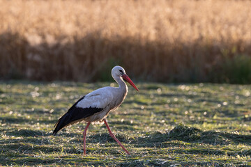 White Stork in meadow