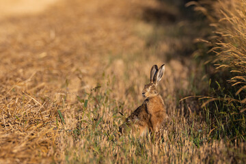 Hare in light of rising sun © Aleksander Bolbot