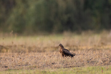 Lesser spotted eagle (Clanga pomarina) in ground
