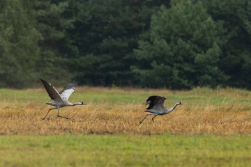 Obraz na płótnie Canvas Take off cranes