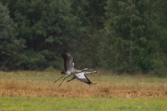 Cranes(Grus grus) take off