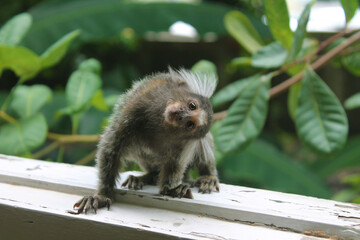 Fototapeta premium Sagui-de-tufos-brancos (Callithrix jacchus)