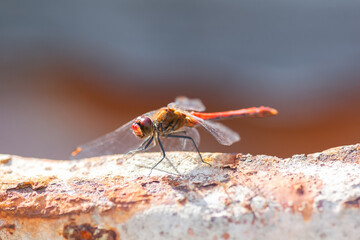 red dragonfly