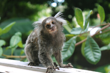 Sagui-de-tufos-brancos (Callithrix jacchus)
