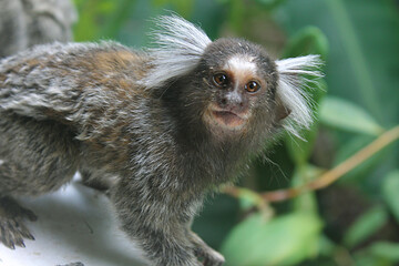 Sagui-de-tufos-brancos (Callithrix jacchus)