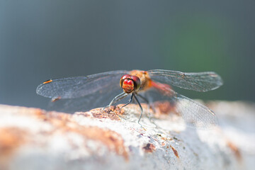 red dragonfly sitting on a barrel