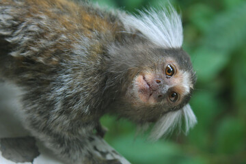 Sagui-de-tufos-brancos (Callithrix jacchus)