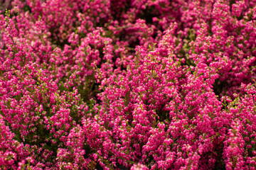 Obraz premium Erica Gracilis also known as heather