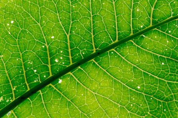 natural green background: wide leaf with veins and holes due to insect bites