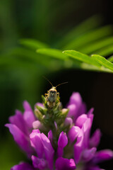 Astragalus onobrychis, of the legume family (Fabaceae), and Lygus gemellatus, of the family Miridae.