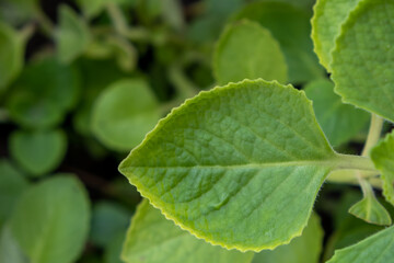 A close up of green leaves
