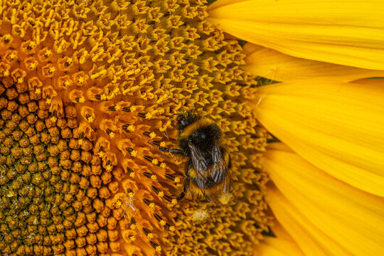 Close up Macro of Bumble Bee Pollinating British Sunflowers