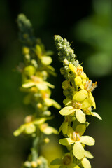 Verbascum lychnitis, of the figwort family (Scrophulariaceae)