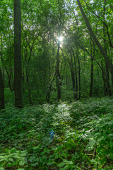 Sun shining through the foilage of a forest with tall and green trees.