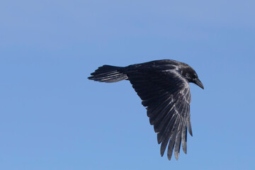 black raven flying in the blue sky