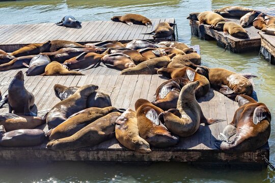 Seals in the pier of San Francisco - Powered by Adobe