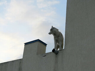 Young dog Husky stands on high concrete fence and looks away in the late evening