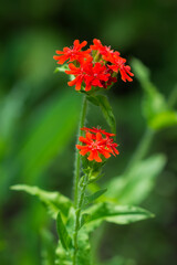 The Maltese-cross (lat. Lychnis chalcedonica), of the carnation family (Caryophyllaceae)