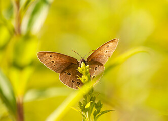 motyl w słońcu © Robert Borek