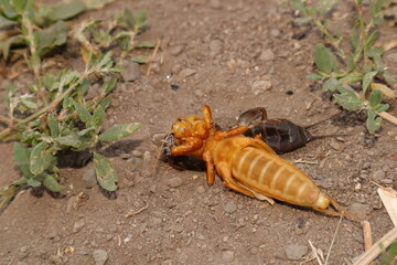 mole cricket is molting its skin.
mole cricket in the nature.
close up mole cricket.
animals, animal, insects, insect, bugs, bug, wildlife, wild nature, forest, woods, farm, agriculture, garden, park
