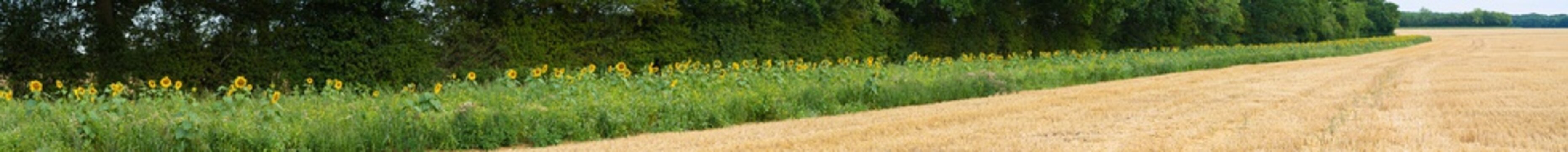 Panorama Of Sunflower Bed In Field Edge For Insect, Wildflower And Nature Conservation