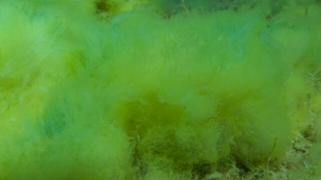 Seabed covered with Filamentous algae (Acinetospora crinita). Adriatic Sea, Montenegro
