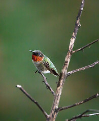 Perched Male Ruby-Throated Hummingbird