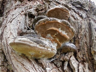 Large wood fungus on the bark of a old tree in Budapest suburb, Hungary