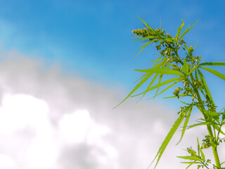 Fototapeta na wymiar dense cannabis bush against the sky, side view, short focus
