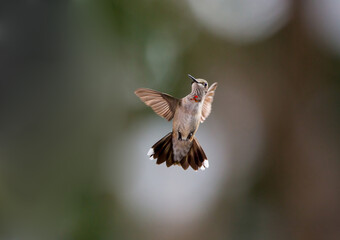 Immature Male Ruby-Throated Hummingbird