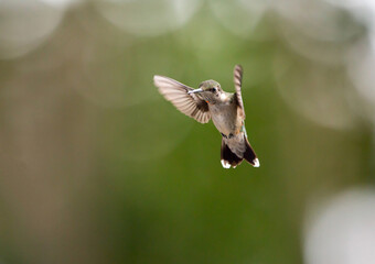 Immature Male Ruby-Throated Hummingbird