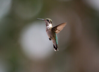 Immature Male Ruby-Throated Hummingbird