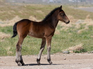 Obraz premium wild foal wild horse