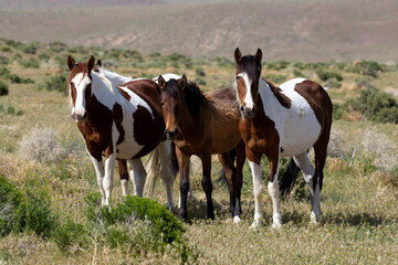 Fototapeta na wymiar wild herd of horses