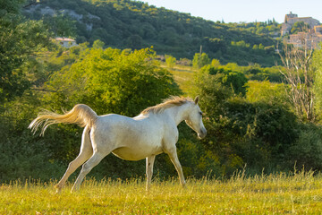 Obraz na płótnie Canvas White horse, purebred running 