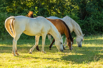 Obraz na płótnie Canvas Herd of horses eating in a field