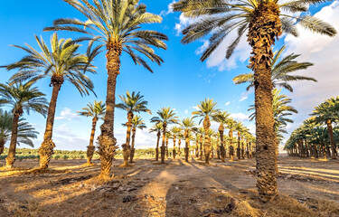 Plantation of ripening date palm, agriculture industry in the Middle East and Mediterranean regions