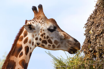 Giraffe closeup in front of the Wildlife Park Odessa Ukraine