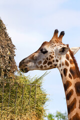 Giraffe closeup in front of the Wildlife Park Odessa Ukraine