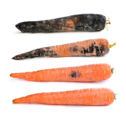 Set of carrots in different stages of decay