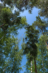 Heart from the crown of trees. A natural symbol of love and unity. Green background of trees. View from below on the crown of trees in spring. Blue sky and green leaves. The vertical composition.